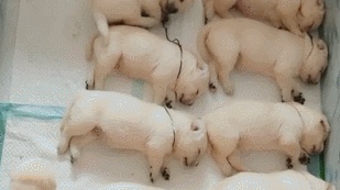 太阳成集团tyc7111cc