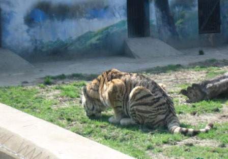 普京:俄将继续提高国防实力同时全力推动裁军进程‘太阳成集团tyc7111cc’(图1) 太阳成集团tyc7111cc