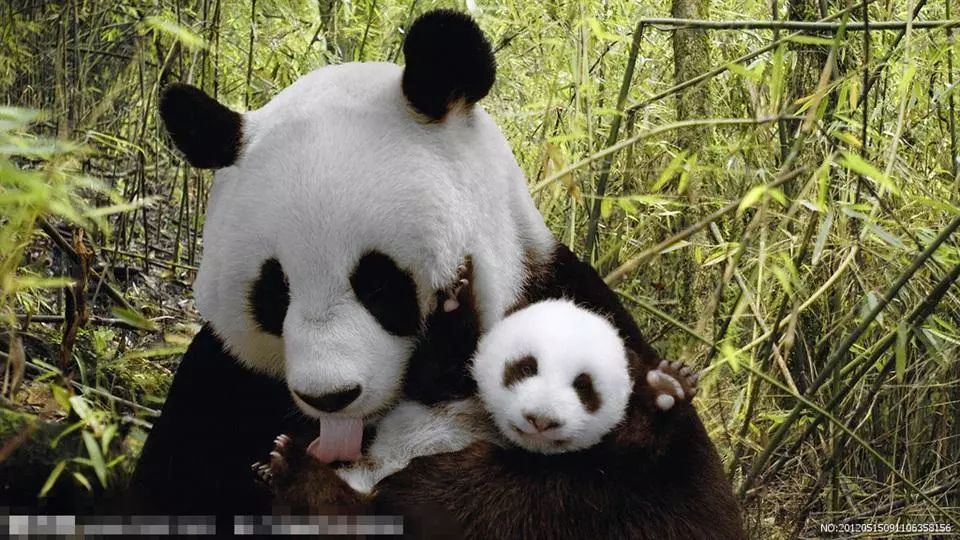 ‘太阳成集团tyc7111cc’泰顺:对拒不整改的16家合用场所予以强制断电(图2) 太阳成集团tyc7111cc