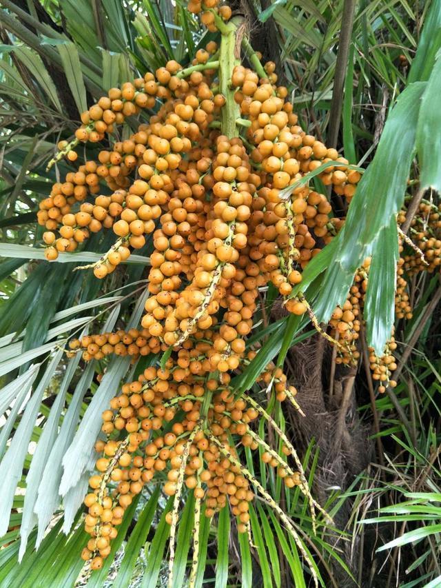 太阳成集团tyc7111cc